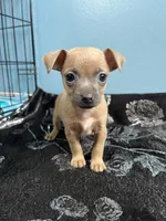💖MiniChihuahua💖, a female Chihuahua for sale in Beltsville, MD – 3 of 5