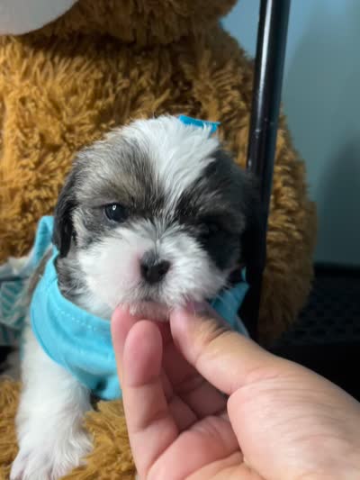 ✨💜 Shih Tzu 💜✨, a female Shih Tzu for sale in Beltsville, MD – 7 of 7