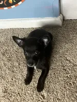 🖤MiniChihuahua 🖤, a female Chihuahua for sale in Beltsville, MD – 3 of 4