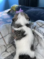 ✨💜 Shih Tzu 💜✨, a female Shih Tzu for sale in Beltsville, MD – 4 of 7