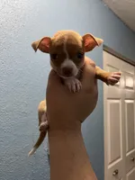 Mini chihuahua pocket-sized 💙, a male Chihuahua for sale in Beltsville, MD – 7 of 9