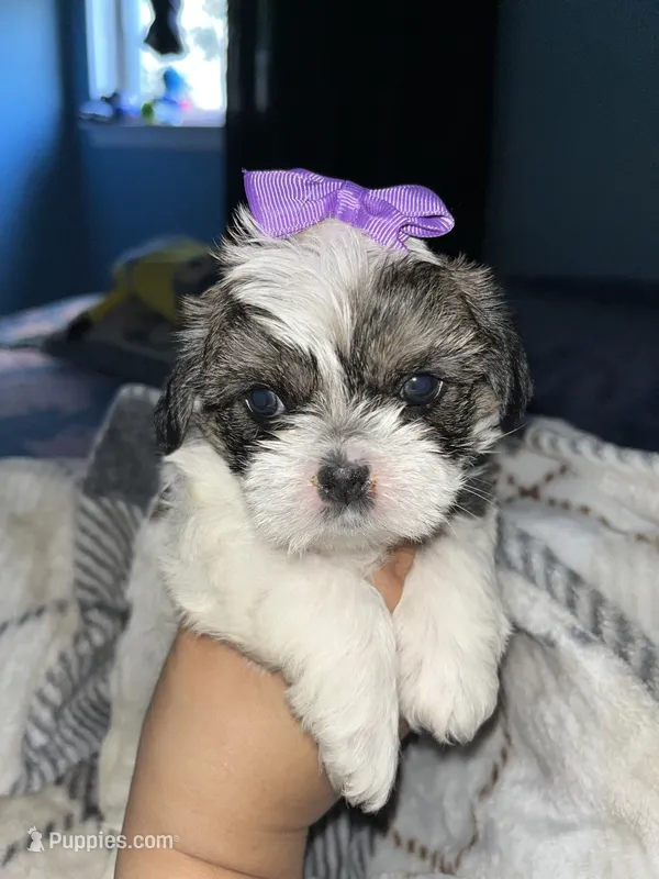 ✨💜 Shih Tzu 💜✨ – Shih Tzu puppy for sale in Beltsville, MD