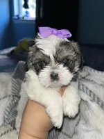 ✨💜 Shih Tzu 💜✨, a female Shih Tzu for sale in Beltsville, MD – 1 of 7