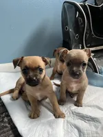 💖MiniChihuahua💖, a female Chihuahua for sale in Beltsville, MD – 5 of 5