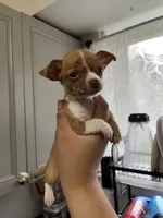 Mini chihuahua pocket-sized 💙, a male Chihuahua for sale in Beltsville, MD – 8 of 9