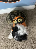 ✨Luna ✨, a female Maltese and Shih Tzu for sale in Beltsville, MD – 4 of 7