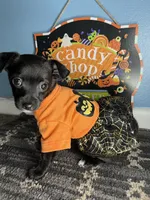 💞Chihuahua💞 , a female Chihuahua for sale in Beltsville, MD – 4 of 5