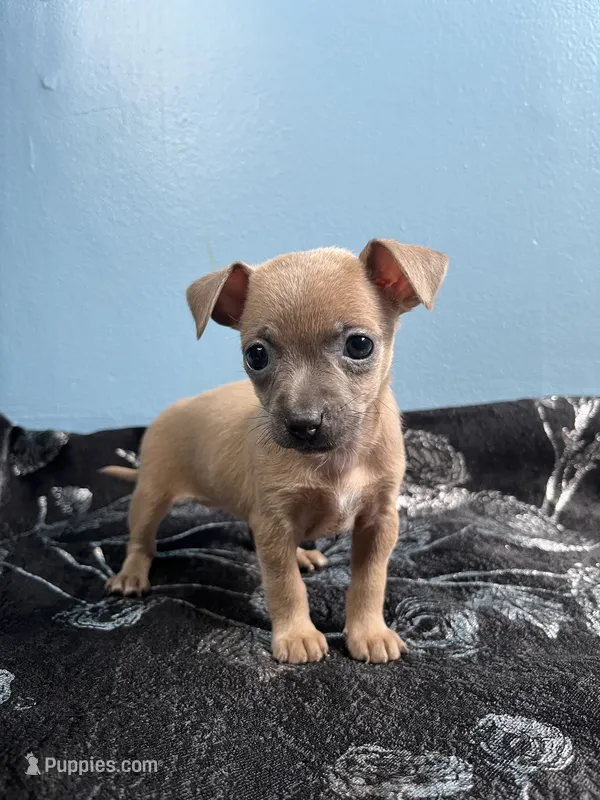 💖MiniChihuahua💖 – Chihuahua puppy for sale in Beltsville, MD