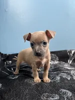 💖MiniChihuahua💖, a female Chihuahua for sale in Beltsville, MD – 1 of 5