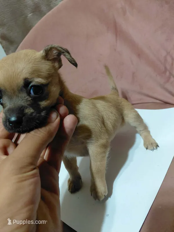🩷MiniChihuahua🩷 – Chihuahua puppy for sale in Beltsville, MD