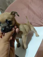 💖 Chihuahua 💖, a female Chihuahua for sale in Beltsville, MD – 1 of 3