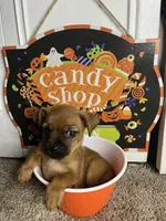 💙MiniChihuahua💙, a male Chihuahua for sale in Beltsville, MD – 3 of 5