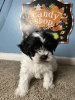 💙Oreo💙, a male Maltese and Shih Tzu for sale in Beltsville, MD – 3 of 5