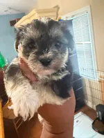 🐶YorkiePoo🐶, a male Yorkipoo for sale in Beltsville, MD – 1 of 2