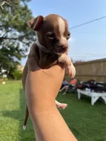 Mini Boy , a male Chihuahua for sale in Beltsville, MD – 5 of 6