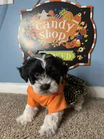 ✨Luna ✨, a female Maltese and Shih Tzu for sale in Beltsville, MD – 3 of 7