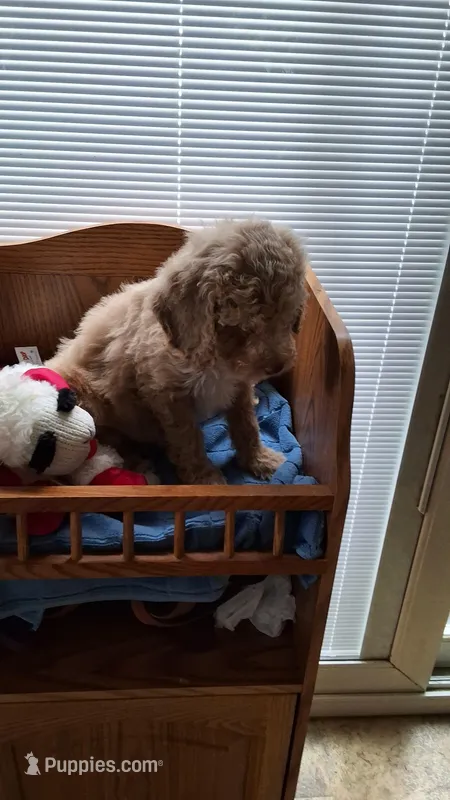 Black – Cockapoo puppy for sale in Uniontown, OH