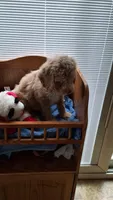 Black, a male Cockapoo for sale in Uniontown, OH – Photo 1 of 4