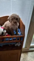 Black, a male Cockapoo for sale in Uniontown, OH – Photo 3 of 4