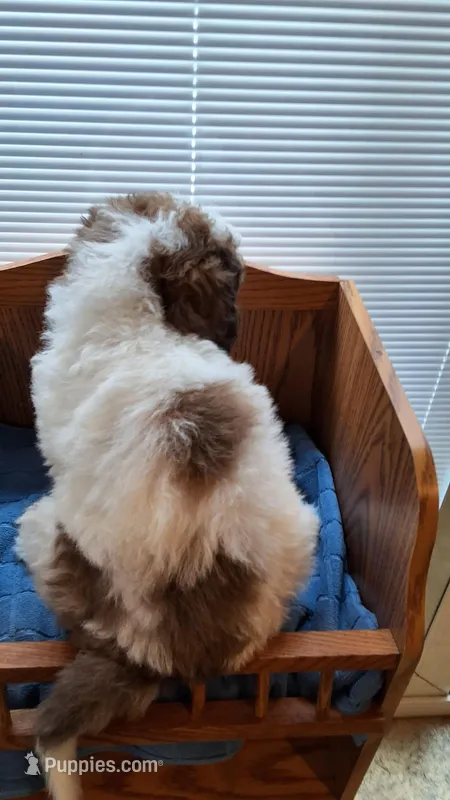 Teal – Cockapoo puppy for sale in Uniontown, OH