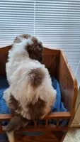 Teal, a male Cockapoo for sale in Uniontown, OH – Photo 1 of 5