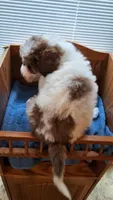 Teal, a male Cockapoo for sale in Uniontown, OH – Photo 4 of 5