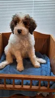 Teal, a male Cockapoo for sale in Uniontown, OH – Photo 5 of 5