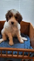 Teal, a male Cockapoo for sale in Uniontown, OH – Photo 3 of 5