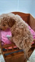 Light Blue Female, a female Cockapoo for sale in Uniontown, OH – Photo 2 of 3