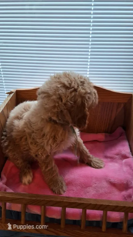 Light Blue Female – Cockapoo puppy for sale in Uniontown, OH