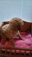 Light Blue Female, a female Cockapoo for sale in Uniontown, OH – Photo 1 of 3