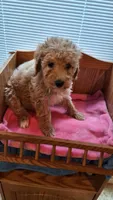 Light Blue Female, a female Cockapoo for sale in Uniontown, OH – Photo 3 of 3