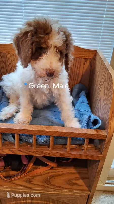 Green Male, a male Cockapoo for sale in Uniontown, OH – Photo 1 of 2
