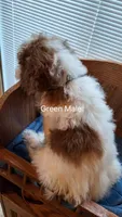 Green Male, a male Cockapoo for sale in Uniontown, OH – Photo 2 of 2