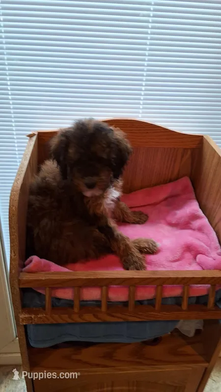 Orange – Cockapoo puppy for sale in Uniontown, OH