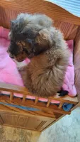 Orange, a female Cockapoo for sale in Uniontown, OH – Photo 2 of 4