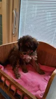 Orange, a female Cockapoo for sale in Uniontown, OH – Photo 4 of 4