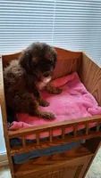 Orange, a female Cockapoo for sale in Uniontown, OH – Photo 3 of 4