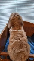 Brown Male, a male Cockapoo for sale in Uniontown, OH – Photo 2 of 2