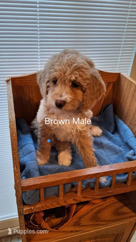 Brown Male – Cockapoo puppy for sale in Uniontown, OH