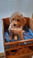 Brown Male, a male Cockapoo for sale in Uniontown, OH – Photo 1 of 2