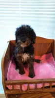 Lime Female, a female Cockapoo for sale in Uniontown, OH – Photo 4 of 4