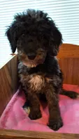 Lime Female, a female Cockapoo for sale in Uniontown, OH – Photo 3 of 4