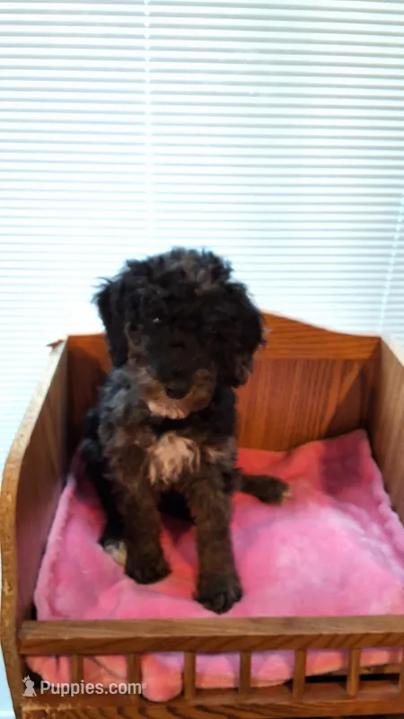 Lime Female – Cockapoo puppy for sale in Uniontown, OH