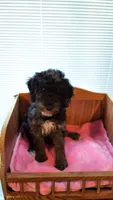 Lime Female, a female Cockapoo for sale in Uniontown, OH – Photo 1 of 4