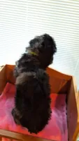 Lime Female, a female Cockapoo for sale in Uniontown, OH – Photo 2 of 4
