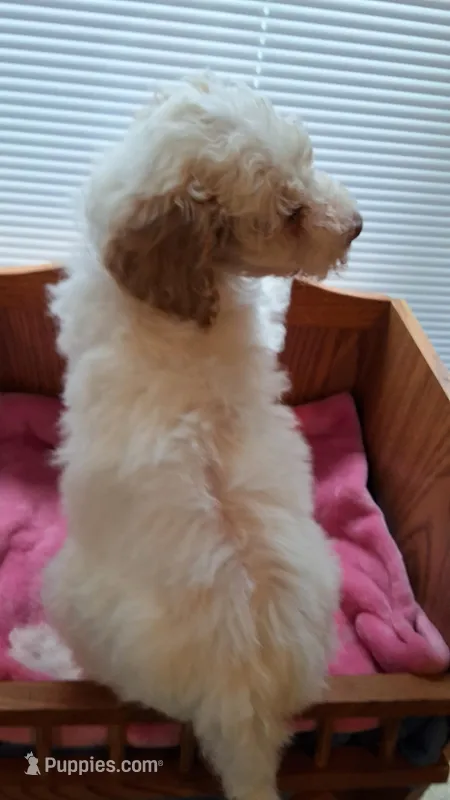 Pink – Cockapoo puppy for sale in Uniontown, OH