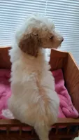 Pink, a female Cockapoo for sale in Uniontown, OH – Photo 1 of 3