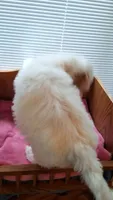 Pink, a female Cockapoo for sale in Uniontown, OH – Photo 2 of 3