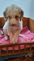 Pink, a female Cockapoo for sale in Uniontown, OH – Photo 3 of 3